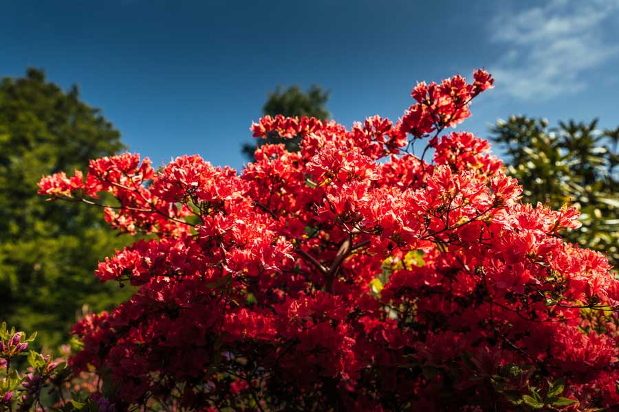 Ostseeheilbad GraalMüritz Rhododendronpark